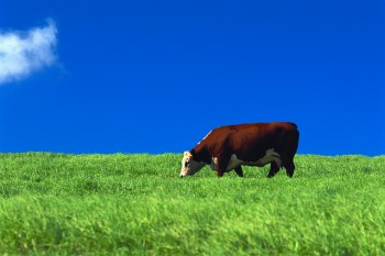 Cow eating grass blue sky