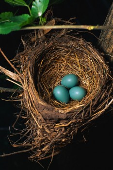 blue eggs in a nest