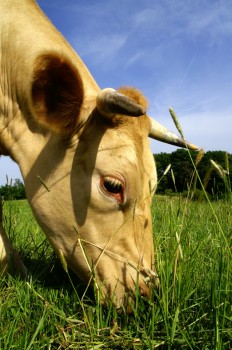 Brown cow eating grass