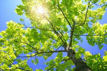 Tree and blue sky